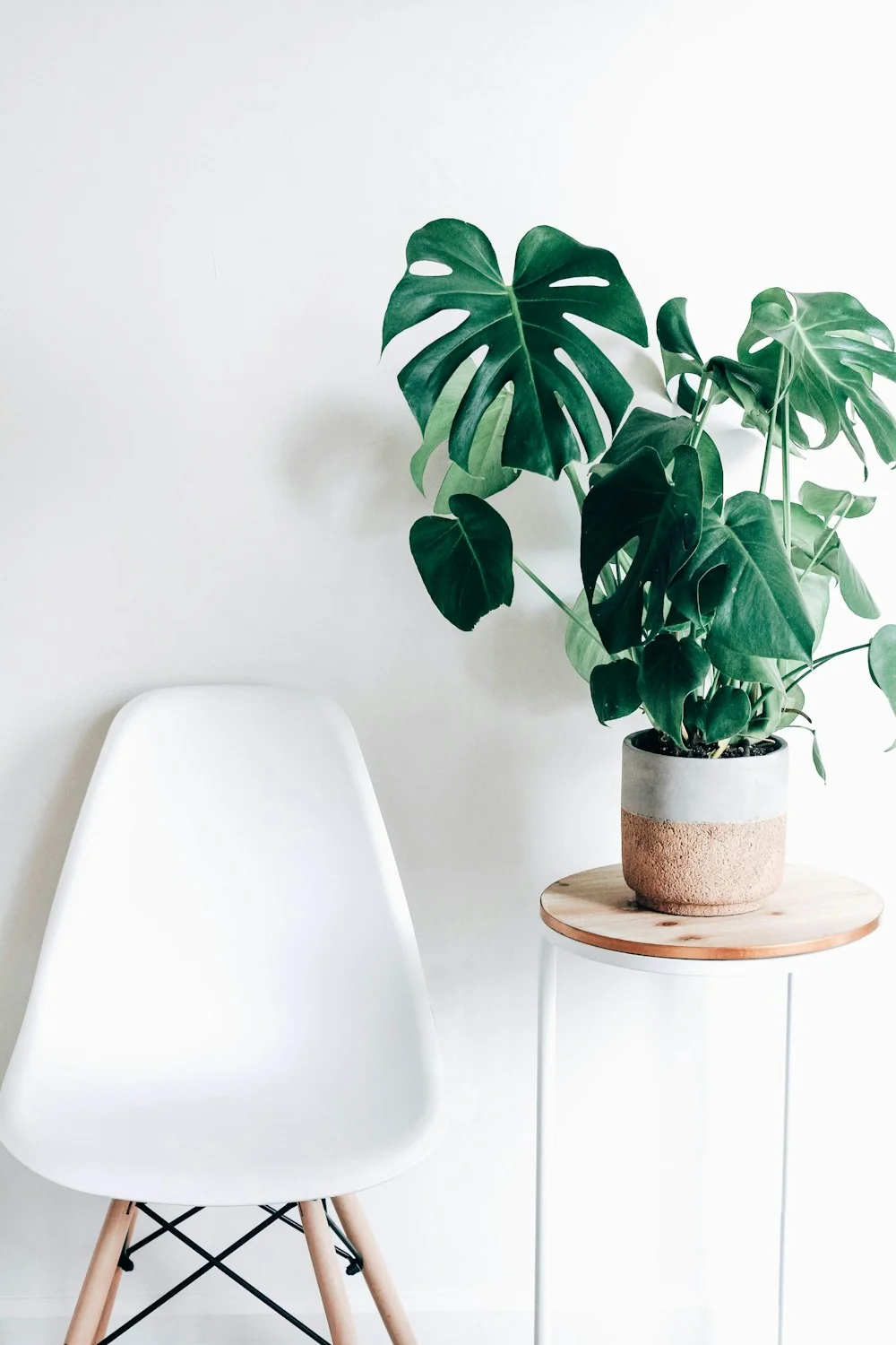 Aesthetic Tree Corner